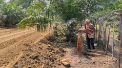 Jalan Baru TMMD Buka Harapan Petani Tanjung Agung