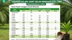 Dosis Standar Pemupukan Kelapa Sawit TBM (Belum Menghasilkan) Sesuai Rekomendasi PPKS