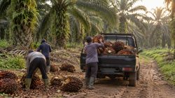 Polda Jambi Sebut Kasus Dugaan Pencurian Sawit WSN Cs Dilimpahkan ke Polres Tebo