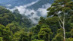 Kopi Bukit 30 Tebo Berpeluang Jadi Kekuatan Ekonomi Baru