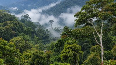 Kopi Bukit 30 Tebo Berpeluang Jadi Kekuatan Ekonomi Baru