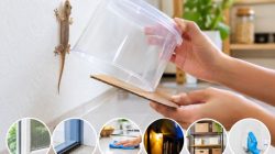 Cicak Sering Masuk Rumah? Ini 6 Cara Mengusirnya Tanpa Membunuh dan Mengotori Dinding