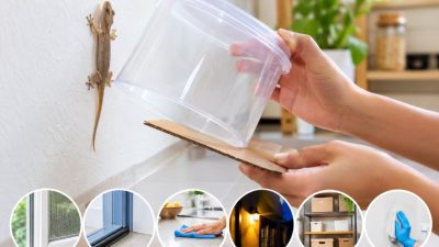 Cicak Sering Masuk Rumah? Ini 6 Cara Mengusirnya Tanpa Membunuh dan Mengotori Dinding
