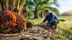 Rahasia Kebun Sawit Tetap Menghasilkan di Musim Kemarau, Petani Bisa Terapkan Cara Ini
