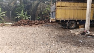 Update Harga Sawit Kuamang Kuning 22 Oktober 2026, Tembus Rp2.950 per Kg